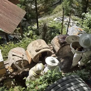 Ayder Yaylasindan Cografi Isaretli Bal Hasadi Basladi