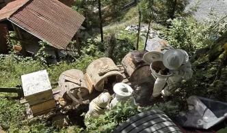 Ayder Yaylasindan Cografi Isaretli Bal Hasadi Basladi
