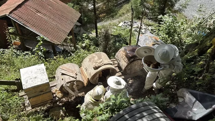 Ayder Yaylasindan Cografi Isaretli Bal Hasadi Basladi