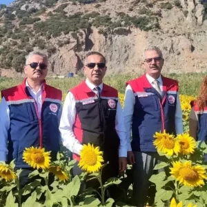 Aydinda Aycicegi Ekimi 95 Bin Dekar