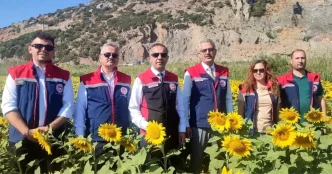 Aydinda Aycicegi Ekimi 95 Bin Dekar