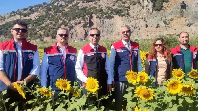 Aydinda Aycicegi Ekimi 95 Bin Dekar