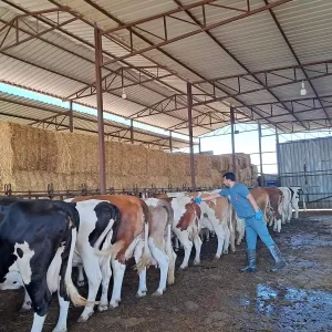 Aydinda Sap Hastaligi Nedeniyle 14 Mahalle Karantinaya Alindi