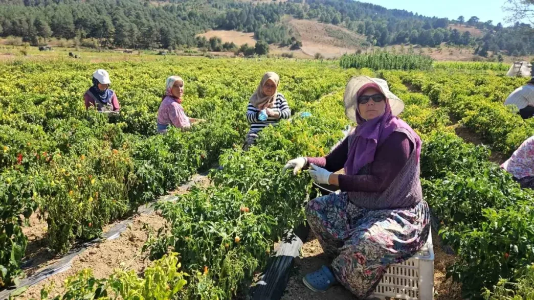 Balikesirde Aci Biber Hasadi Basladi Ciftciler Altin Yil Yasiyor
