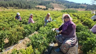 Balikesirde Aci Biber Hasadi Basladi Ciftciler Altin Yil Yasiyor