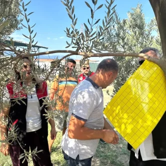 Balikesirde Zeytin Ureticilerine Feromon Tuzak Destegi