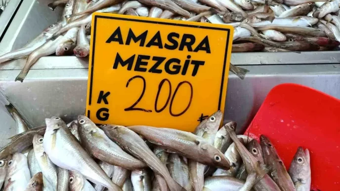 Bartinda Mezgit Sezonu Basladi Palamut Icin Bekleyis Suruyor