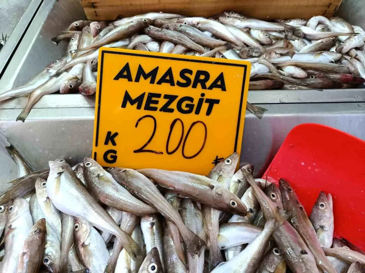 Bartinda Mezgit Sezonu Basladi Palamut Icin Bekleyis Suruyor