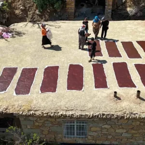 Batmanin Gunluce Koyunde Siyah Uzum Hasadi ve Geleneksel Urunler