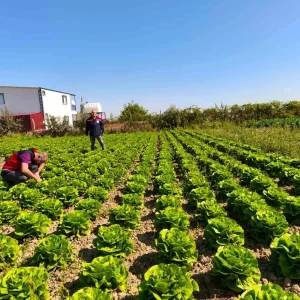 Beysehirde Meyve ve Sebze Bahceleri Siki Takipte