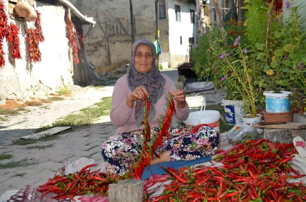 Bilecikte 160 Yildir Uretilen Kirmizi Biberin Hasadi Basladi