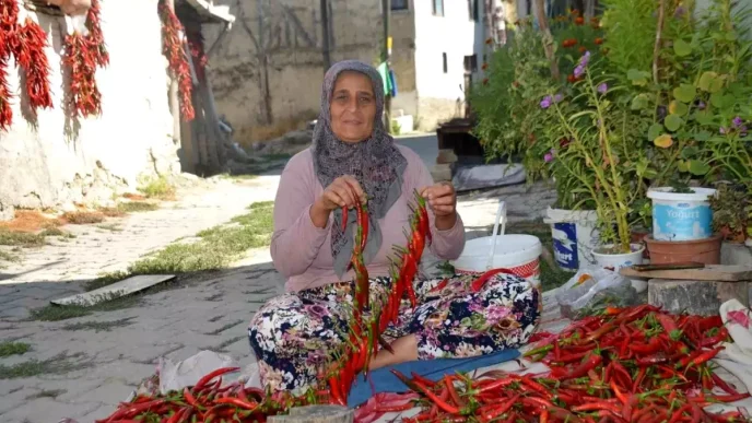 Bilecikte 160 Yildir Uretilen Kirmizi Biberin Hasadi Basladi