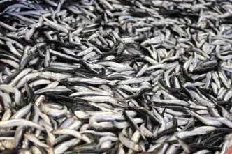 Boluda Hamsi Kilosu 200 Lira Balik Sezonu Basladi