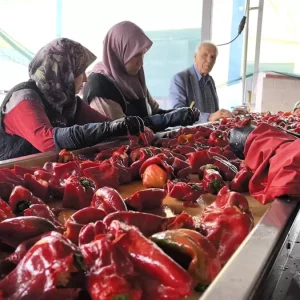 Bursa Inegolde Kadinlar Tarafindan 1500 Ton Salca Uretilecek