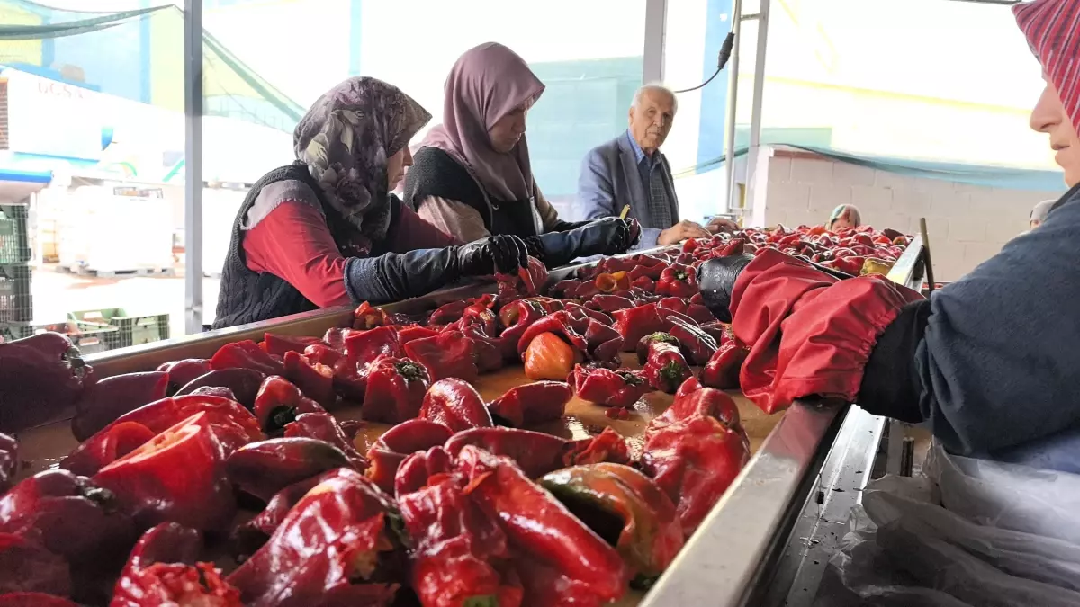 Bursa Inegolde Kadinlar Tarafindan 1500 Ton Salca Uretilecek