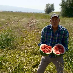 Bursali Ciftci Sozlesmeli Karpuz Uretiminde Magdur Oldu
