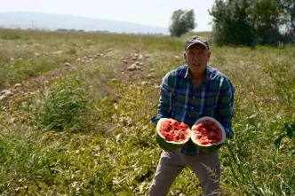 Bursali Ciftci Sozlesmeli Karpuz Uretiminde Magdur Oldu