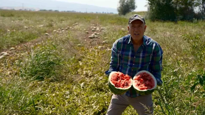 Bursali Ciftci Sozlesmeli Karpuz Uretiminde Magdur Oldu