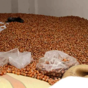 Carsambada Findik Fiyatlari 300 TLden Islem Goruyor