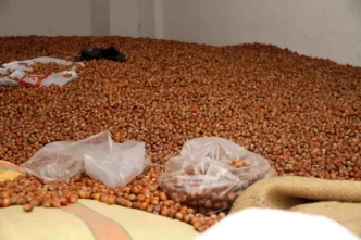 Carsambada Findik Fiyatlari 300 TLden Islem Goruyor