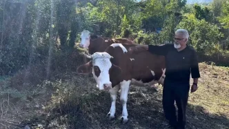 Cidedeki 12 Aileye Sut Sigirciligi Destegi