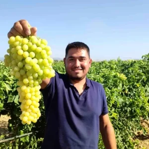 Denizlinin Cal Ilcesinde Isabey Cekirdeksiz Uzumde Hasat Sezonu Basladi