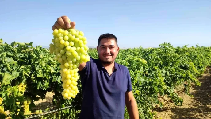Denizlinin Cal Ilcesinde Isabey Cekirdeksiz Uzumde Hasat Sezonu Basladi