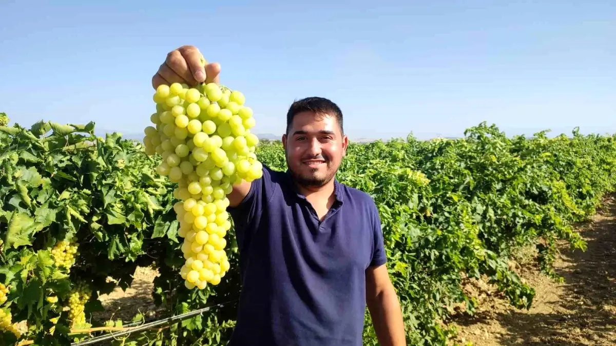 Denizlinin Cal Ilcesinde Isabey Cekirdeksiz Uzumde Hasat Sezonu Basladi