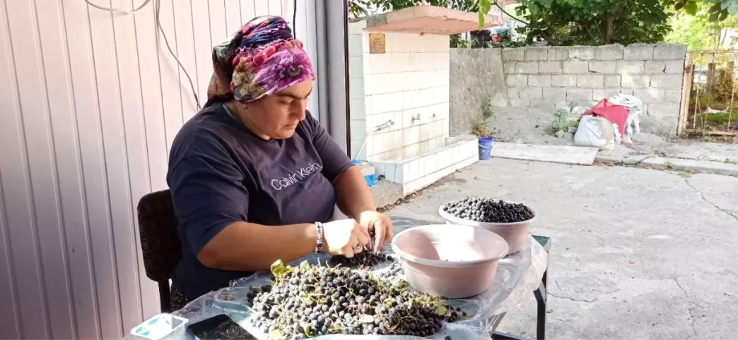 Devrekte Aronya Meyvesi ile Dogal Meyve Suyu Uretimi Artiyor
