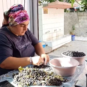 Devrekte Aronya Meyvesi ile Dogal Meyve Suyu Uretimi Artiyor