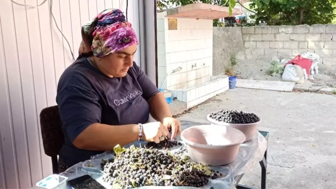 Devrekte Aronya Meyvesi ile Dogal Meyve Suyu Uretimi Artiyor