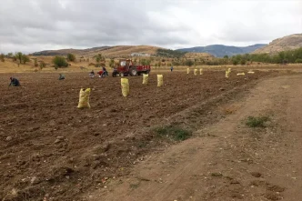Dodurgada Patates Hasadi Basladi Haberler