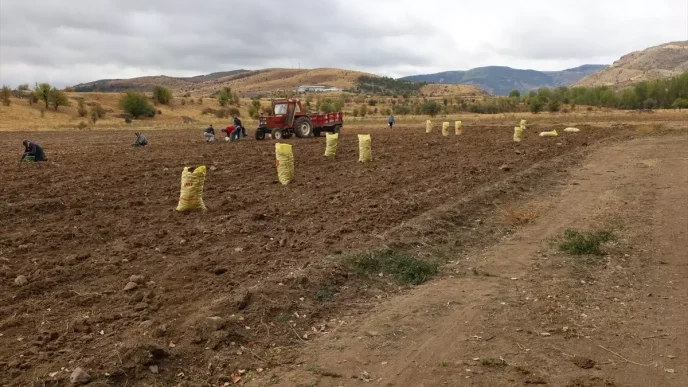 Dodurgada Patates Hasadi Basladi Haberler