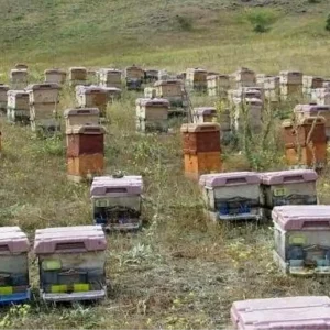 Dogu Karadenizde Aricilik Tehlikede Iklimsel ve Cevresel Sorunlar