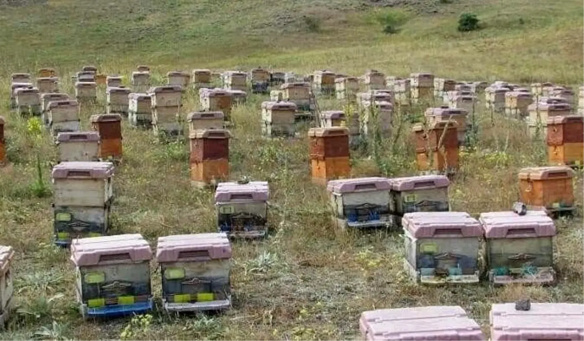 Dogu Karadenizde Aricilik Tehlikede Iklimsel ve Cevresel Sorunlar