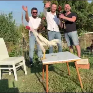 Dugunde Damada 250 Bin TL Degerinde Hint Horozu Hediye Edildi