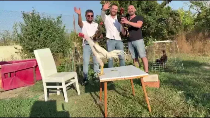 Dugunde Damada 250 Bin TL Degerinde Hint Horozu Hediye Edildi