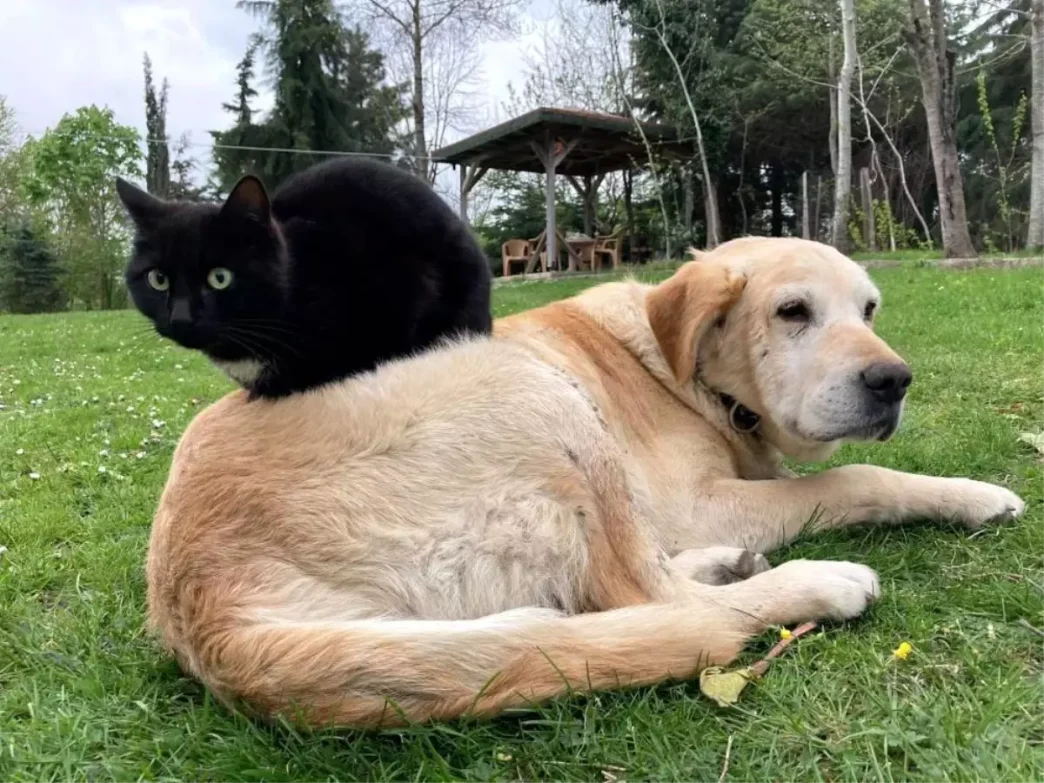 Duzcede 78085 Ton Kedi ve Kopek Mamasi Ihracati Gerceklesti