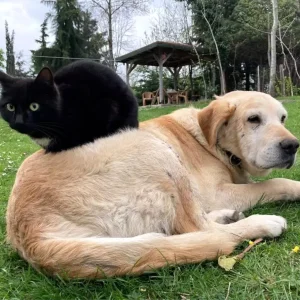 Duzcede 78085 Ton Kedi ve Kopek Mamasi Ihracati Gerceklesti