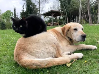 Duzcede 78085 Ton Kedi ve Kopek Mamasi Ihracati Gerceklesti