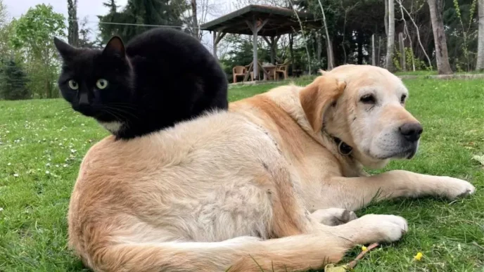 Duzcede 78085 Ton Kedi ve Kopek Mamasi Ihracati Gerceklesti