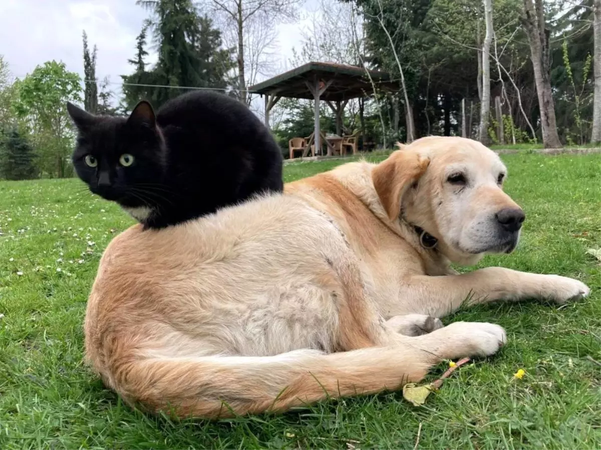 Duzcede 78085 Ton Kedi ve Kopek Mamasi Ihracati Gerceklesti