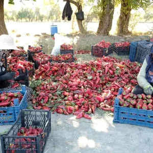 Erzincanda Kadinlardan Guclu Tarim Projesi 100 Tonluk Hedef Gerceklesti