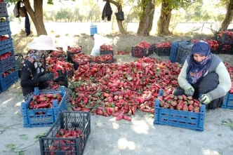 Erzincanda Kadinlardan Guclu Tarim Projesi 100 Tonluk Hedef Gerceklesti
