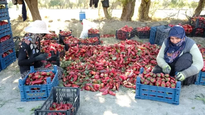 Erzincanda Kadinlardan Guclu Tarim Projesi 100 Tonluk Hedef Gerceklesti