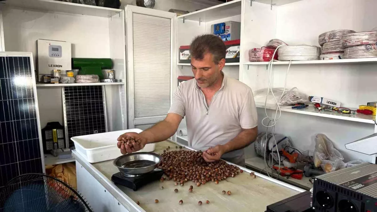 Findik Rekoltesindeki Dusus Fiyatlari Yukseltti
