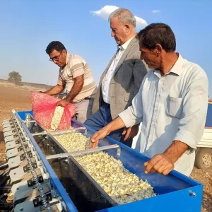 Gaziantepte Araban Sarimsagi Ekim Sezonu Basladi