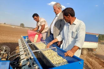 Gaziantepte Araban Sarimsagi Ekim Sezonu Basladi