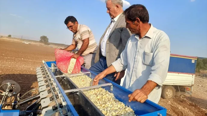 Gaziantepte Araban Sarimsagi Ekim Sezonu Basladi