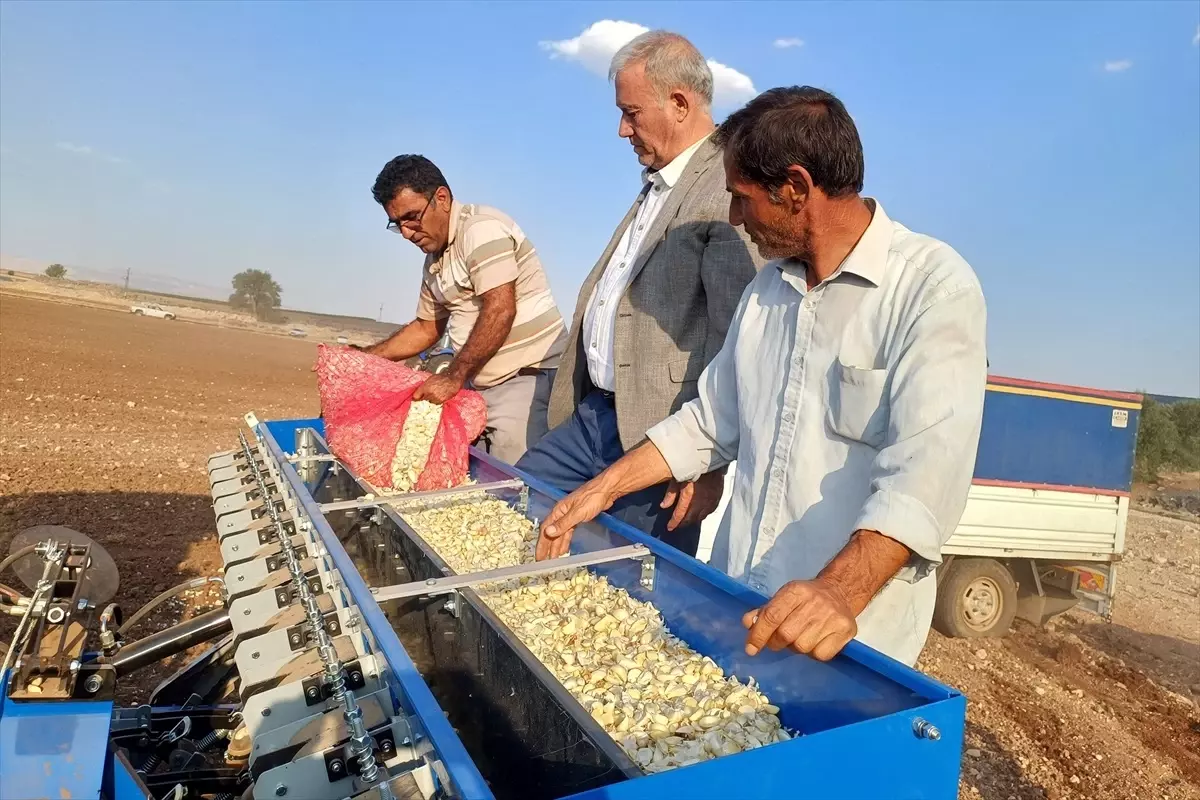 Gaziantepte Araban Sarimsagi Ekim Sezonu Basladi